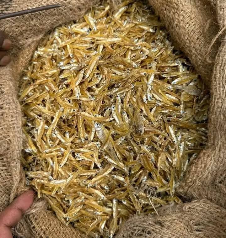 kaski sutki
